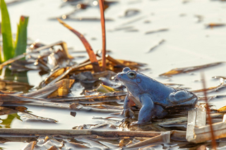 Frosch im Moor