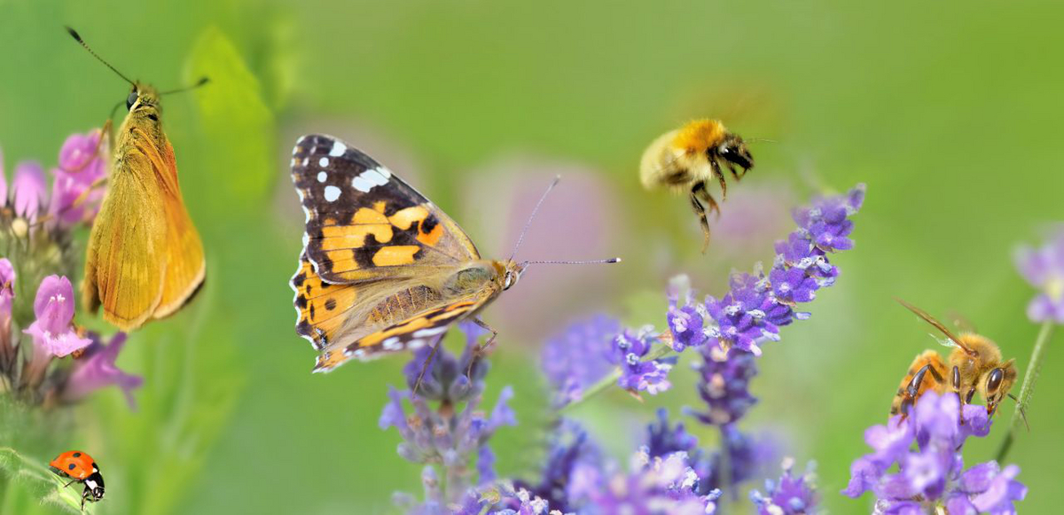 Erenja: Wildblumenwiese Anlegen Und Richtig Mähen - So Gehts!